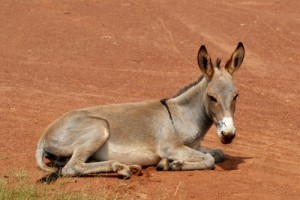 ID-10029983 Wifi donkeys making an Ass out of Social Media?