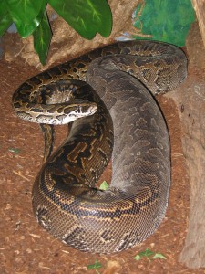 Grabbing a Cobra by the tail