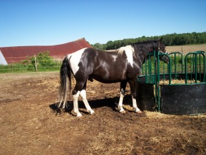 100 1118 300x225 photo Using Horse Sense to Overcome Hurdles Gets Results.